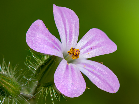 Anthocyanins: Nature’s Deep Hue, and Secret for Radiant Skin